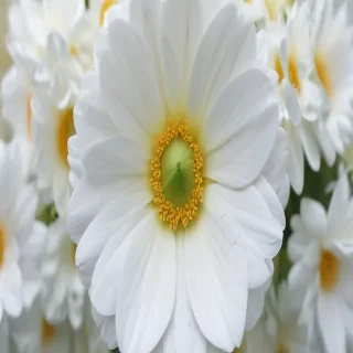 iphone white flower wallpaper