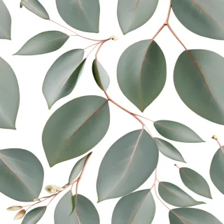 eucalyptus png