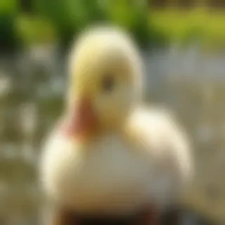 cute duck wallpaper