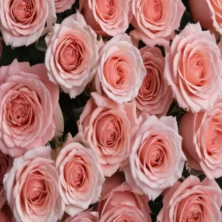 aesthetic rose wallpaper