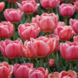 tulip iphone wallpaper