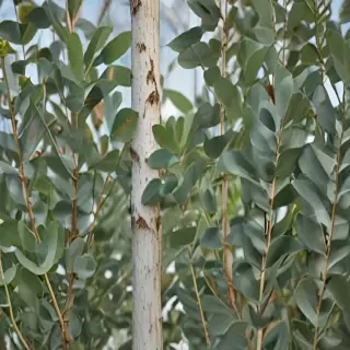 transparent eucalyptus