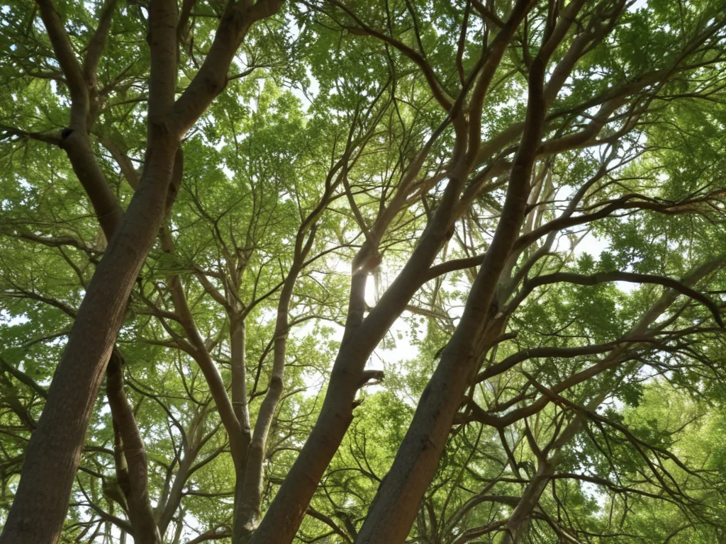trees no background
