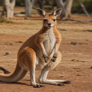 kangaroo png