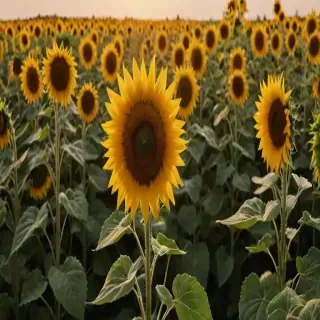 aesthetic sunflower background