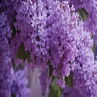 aesthetic lilac wallpaper