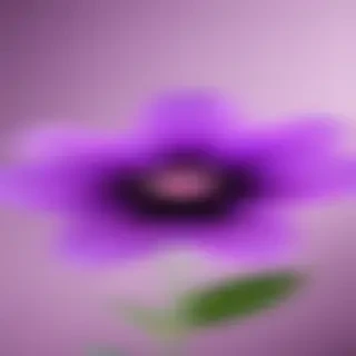 purple flower iphone wallpaper
