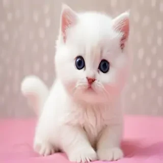 love cute cat wallpaper