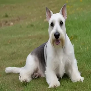 cesky terrier dog breed