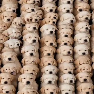 puppies for backgrounds