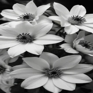 flower images black and white