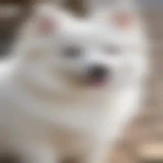 japanese spitz dog breed