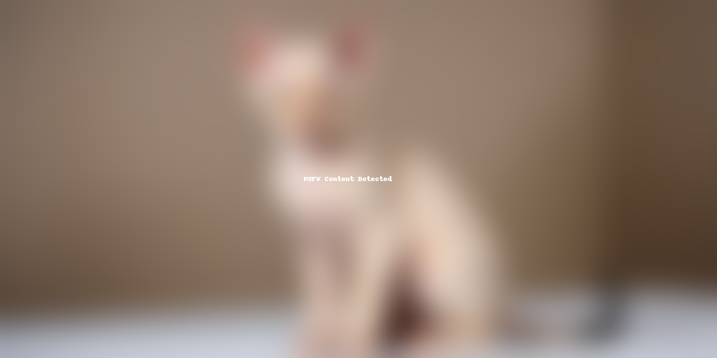 devon rex cat breed