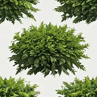shrub png