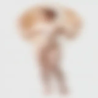venus transparent background