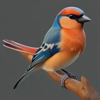bird transparent