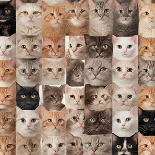 cat zoom backgrounds