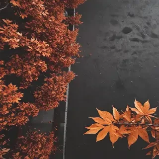 fall aesthetic wallpaper iphone