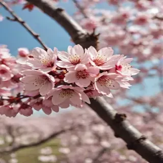 cherry blossom backround