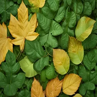 leaf backgrounds