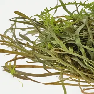 seaweed png