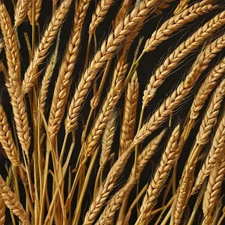 wheat png