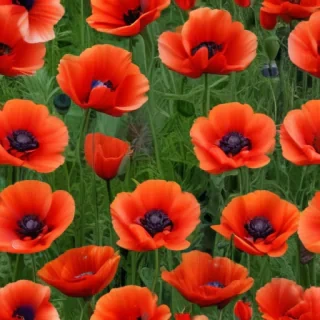 poppy flower