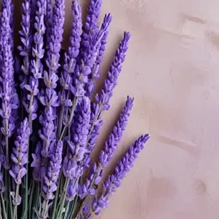 lavender phone background