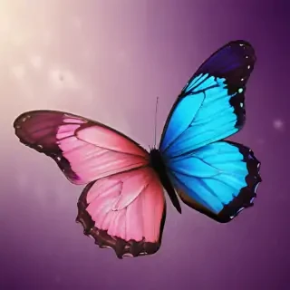 background images of butterfly