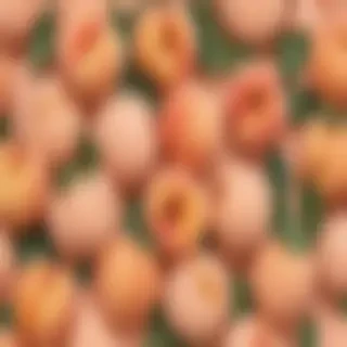peach background aesthetic
