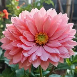 aesthetic flower pictures