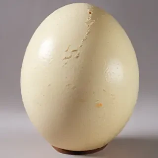 ostrich egg