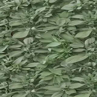 aesthetic sage green