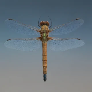 dragonfly png
