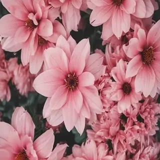 aesthetic flower desktop wallpaper