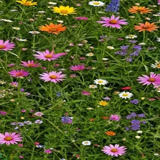 wildflower background
