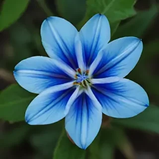 blue flower