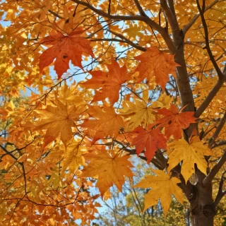 fall leaves
