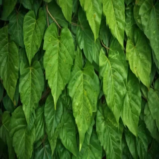 leaf background green
