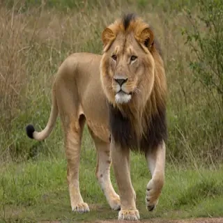 transparent lion