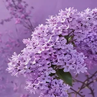 aesthetic lilac wallpaper
