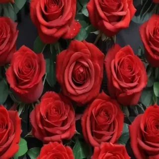 red roses aesthetic