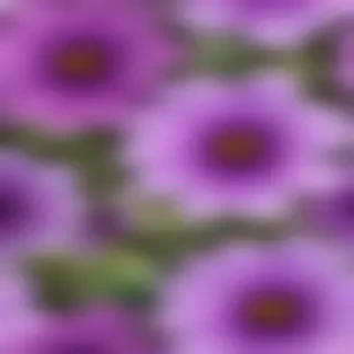 purple flowers png