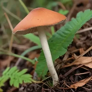 thin stemmed mushroom