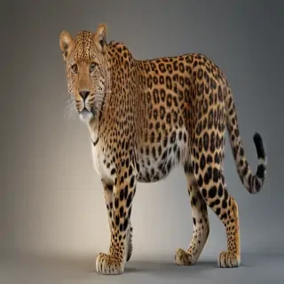 leopard png