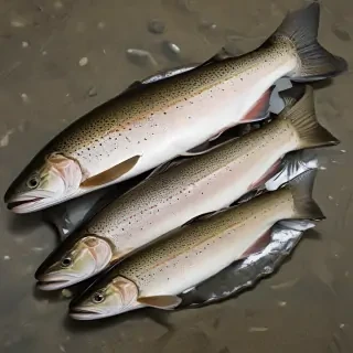 trout fish