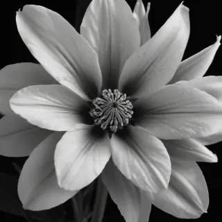 black and white flower png