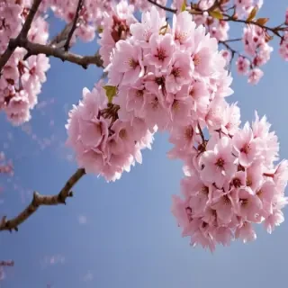 sakura blossom wallpaper