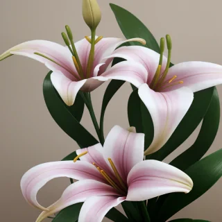 lily png