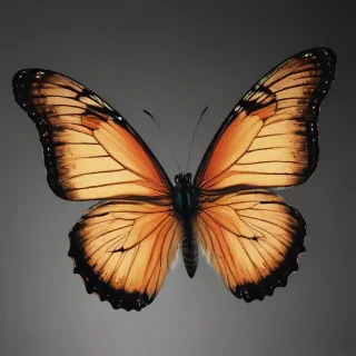 butterfly outline